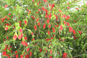 Callistemon viminalis prolific