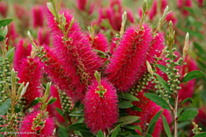 Callistemon Western Glory