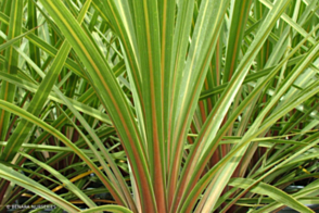 Cordyline australis Peko