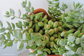 Cotyledon pendens Tray