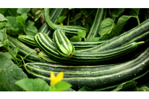 Cucumber Sweet & Striped Tray