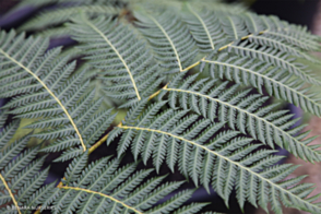 Cyathea cooperii