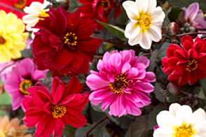 Dahlia Red Skin Tray