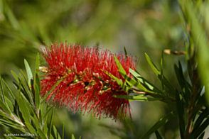 Callistemon Dawson River Weeper