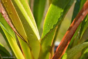 Dianella 'TR20' <span class="pbr">(PBR)</span> Tasred 