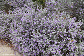 Eremophila nivea Spring Mist