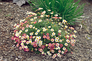 Erigeron Spindrift <span class="pbr">(PBR)</span>