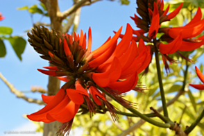 Erythrina indica