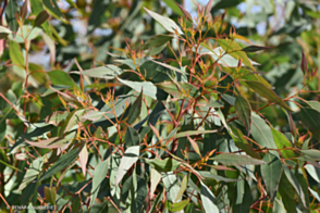 Eucalyptus gomphocephala