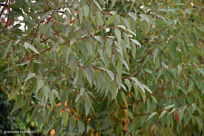 Eucalyptus marginata