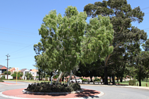 Eucalyptus Victrix Snow Queen