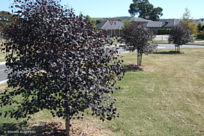 Eucalyptus <span class="pbr">(PBR)</span> Vintage Red&trade;