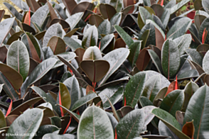 Ficus Burgundy