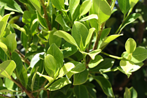 Ficus hillii Flash