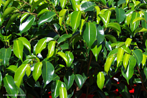 Ficus Midnight Beauty <span class="pbr">(PBR)</span>