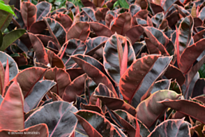 Ficus Ruby