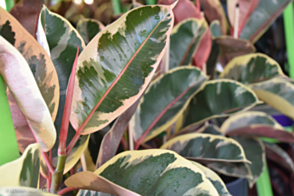 Ficus Tineke