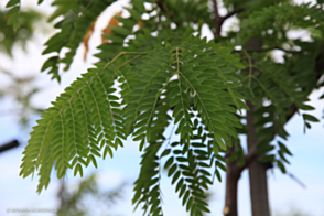 Gleditsia Shademaster