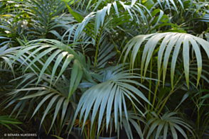 Howea forsteriana