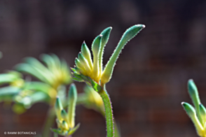 Anigozanthos Celebrations Aussie Spirit <span class="pbr">(PBR)</span>