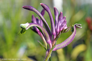 Anigozanthos Celebrations Carnivale <span class="pbr">(PBR)</span>