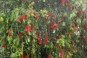 Callistemon Hannah Ray