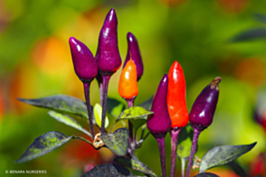 Chilli Purple Tiger tray