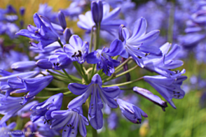 Agapanthus Sea Storm <span class="pbr">(PBR)</span>