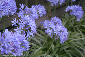 Agapanthus Thunder Storm <span class="pbr">(PBR)</span>