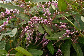 Hardenbergia Pink Spray <span class="pbr">(PBR)</span>