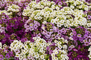 Alyssum Cameo Tray