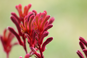 Anigozanthos flavidus Red