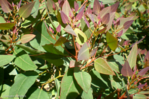 Corymbia eximia nana 