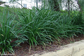 Liriope Just Right <span class="pbr">(PBR)</span> 'LIRJ'