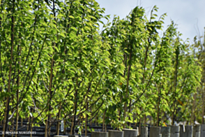 Pyrus calleryana Red Spire