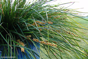 Lomandra 'LM300' <span class="pbr">(PBR)</span> TANIKA