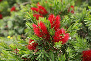 Callistemon Green Envy <span class="pbr">(PBR)</span>