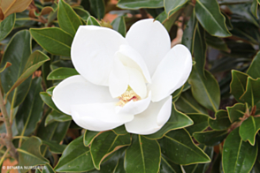 Magnolia Little Gem