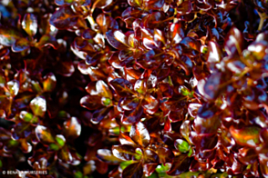 Coprosma Sahara TM Jewel <span class="pbr">(PBR)</span>