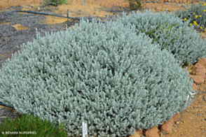 Eremophila glabra compactum