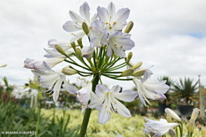 Agapanthus Silver Baby