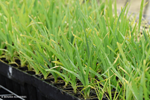 Lomandra longifolia