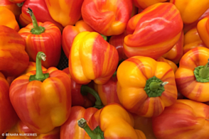 Capsicum Candy Stripe Tray