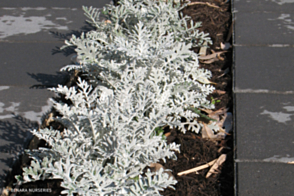 Cineraria Silverdust Tray