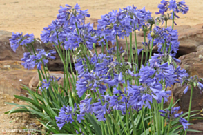 Agapanthus 'ANDbin' <span class="pbr">(PBR)</span> Bingo Blue&trade;