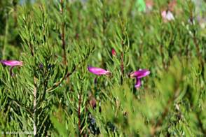 Eremophila alt x macWild Berry