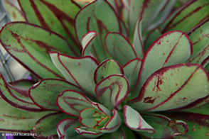 Echeveria Painted Lady