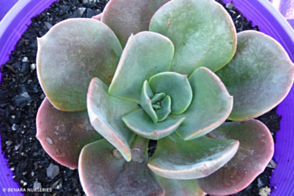 Echeveria Blue Metal