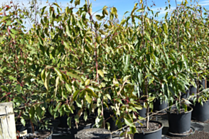 Corymbia calophylla