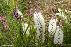 Melaleuca hueglii